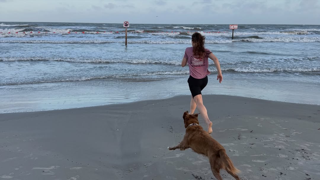 Sadie the rescue dog